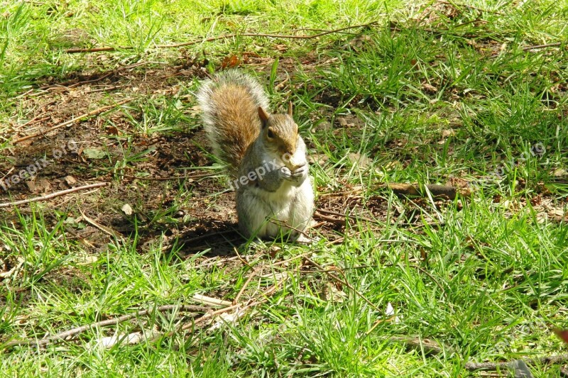 Grey Squirrel Squirrel Animals Mammal British Squirrel