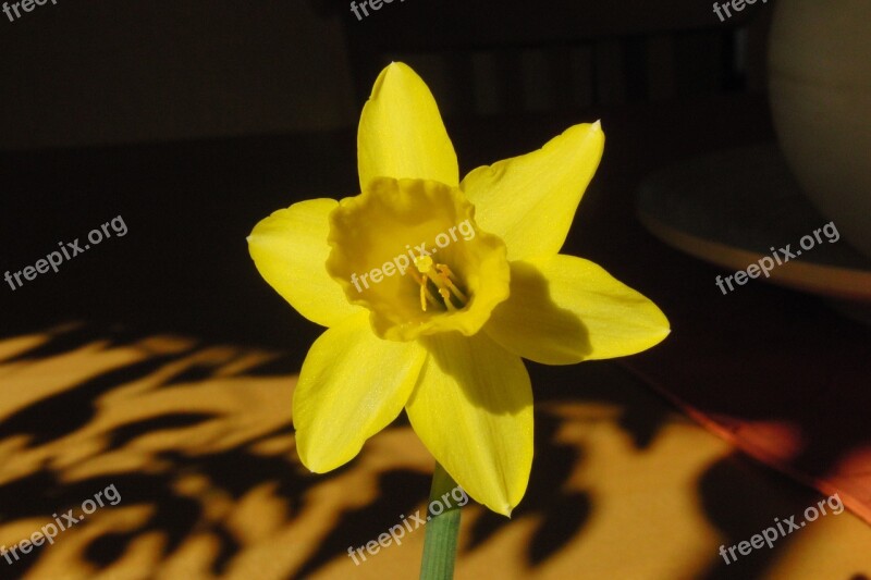 Daffodil Flower Yellow Blossom Bloom