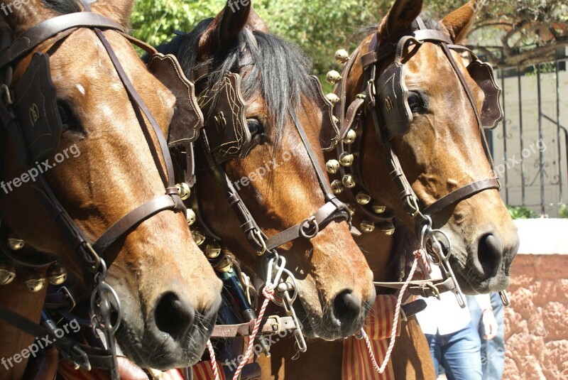 Horses Spanish Horses Horse Horse Head Fiesta