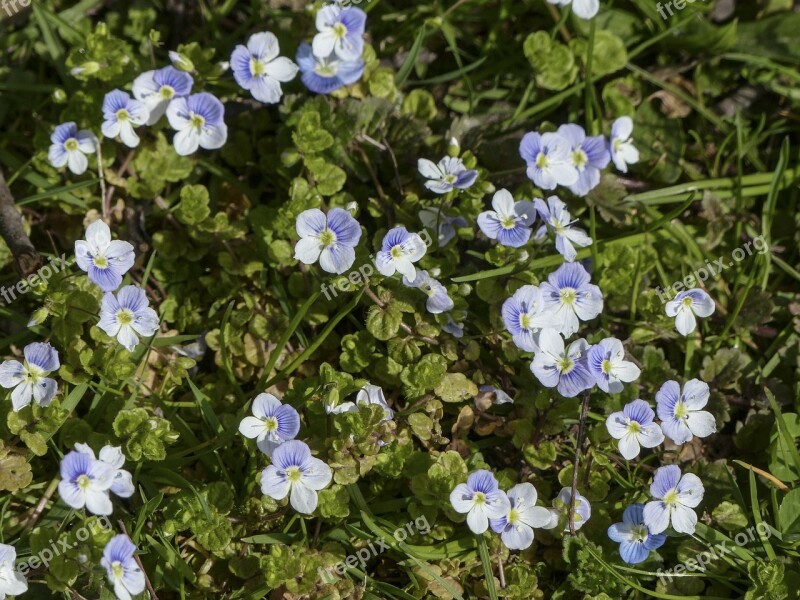 Forget Me Not Myosotis Vergissmeinnicht Blue Flower