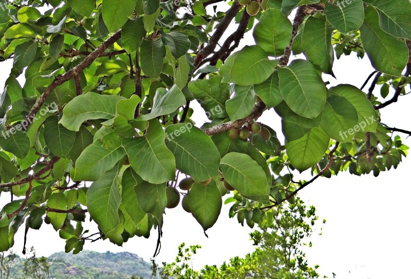 Madhuca Longifolia Mahwa Mahua Fruits Iluppai