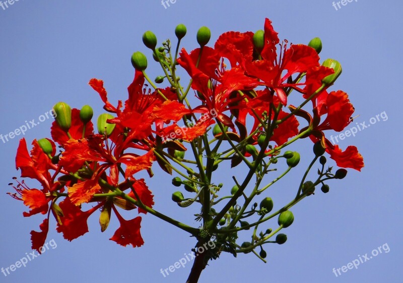 Delonix Regia Fabaceae Royal Poinciana Flame Tree Gulmohar