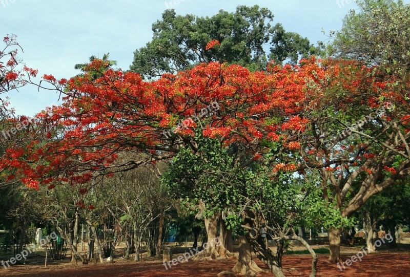 Delonix Regia Fabaceae Royal Poinciana Flame Tree Gulmohar