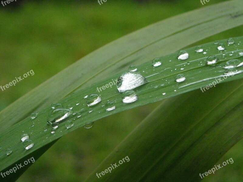 Leaf Green Particle Water Dripping