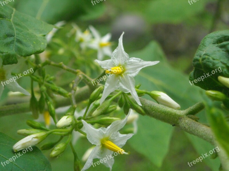 Flowers Eggplant White Yellow Leaf