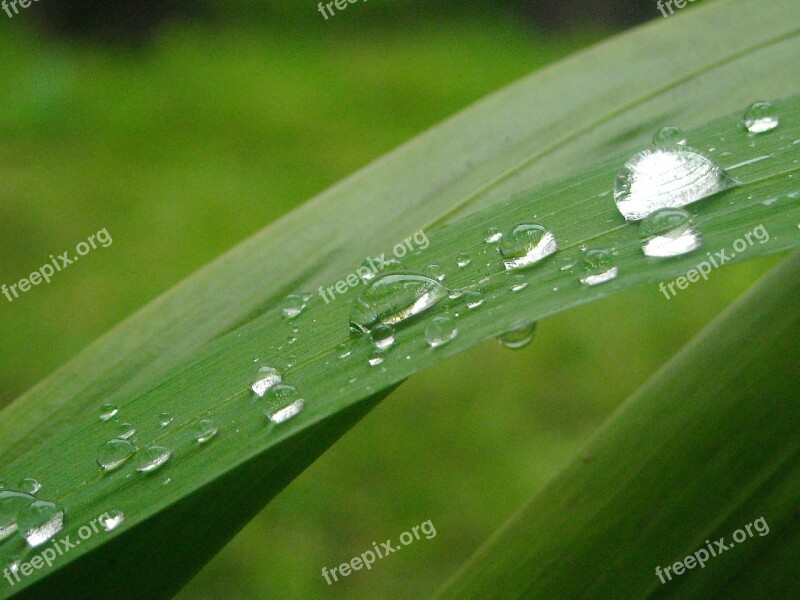 Leaf Green Particle Water Dripping