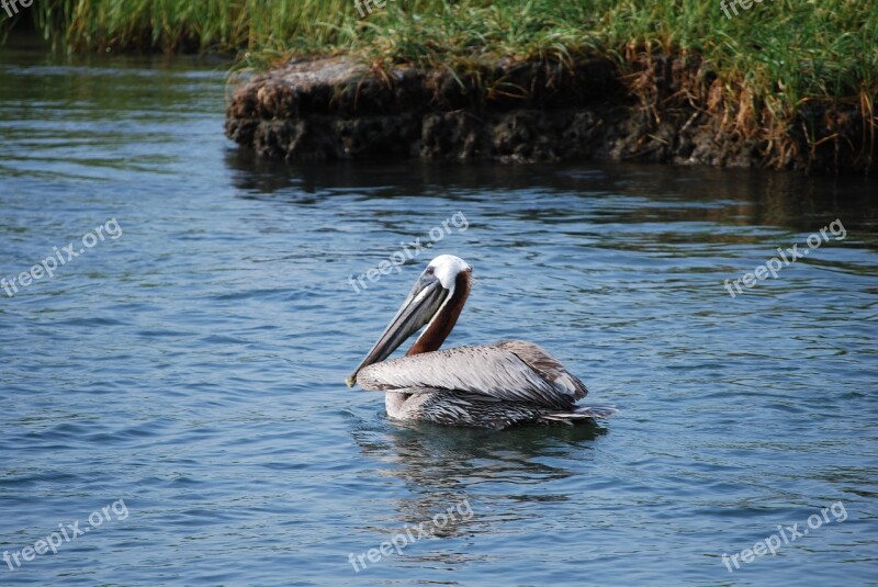 Pelican Bird Water Bird Nature Waterfowl