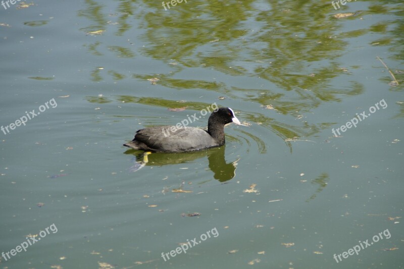 Coot Ralle Water Bird Bird Black