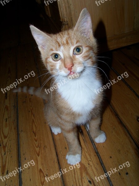 Cat Puppy Cat Domestic Cat Nose Cat's Eyes