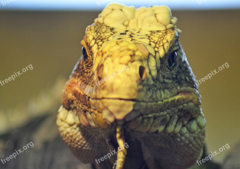 Iguana Lizard Head Front View Cold Blooded