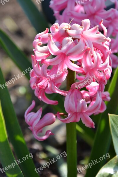 Flower Pink Pink Flower Vernal Ruzovy