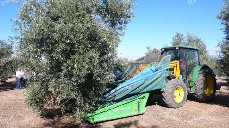 Olive Olives Olivas Fruit Tree