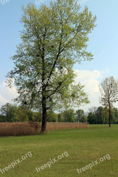 Mistletoe Tree Aesthetic Leaves Spring