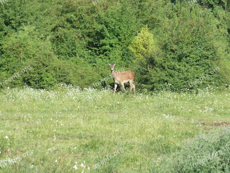 National Park Of Abruzzo L'aquila Deer Free Photos