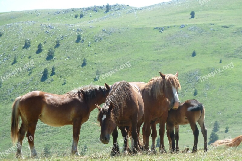 Field Emperor Horses Gran Sasso Free Photos