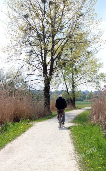 Cycle Path Cyclists Away Tree Aesthetic