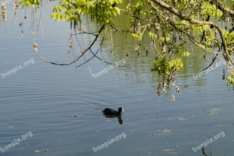 Coot Idyll Idyllic Quiet Rest