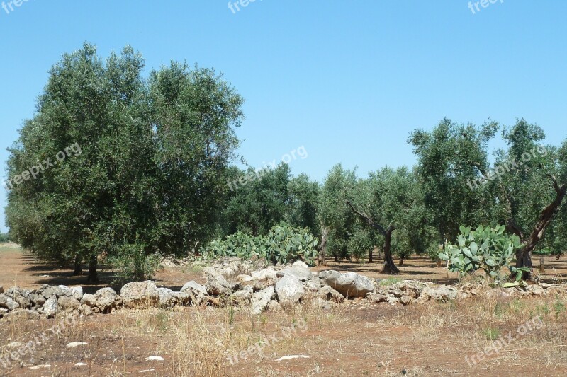 Olive Puglia Salento Free Photos