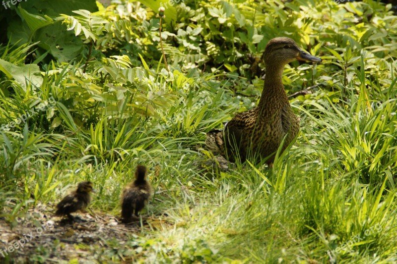 Duck Mallard Female Chicks Bird