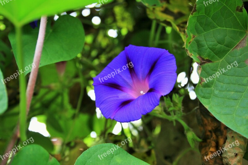 Morning Glory Flower Purple Trumpet Bright