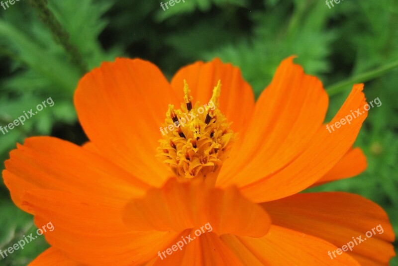 Yellow Cosmos Flower Cosmos Yellow Bright