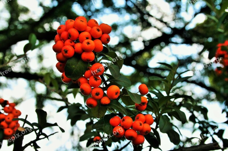 Orange Berries Berries Orange Bright Fleshy