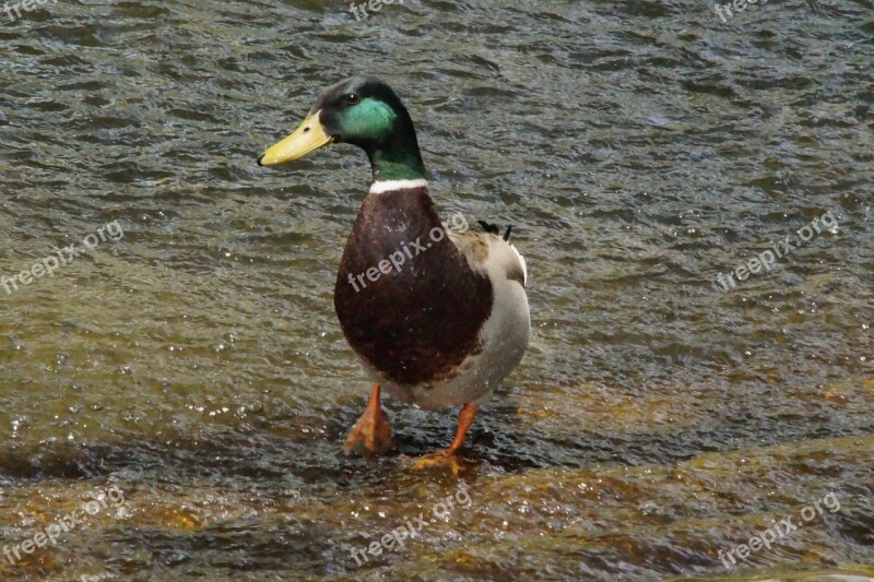 Mallard Drake Duck Animal Bird