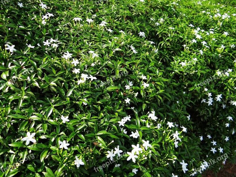 Dwarf Crape Jasmine Dwarf Confederate Jasmine Chandni Dwarf Flower