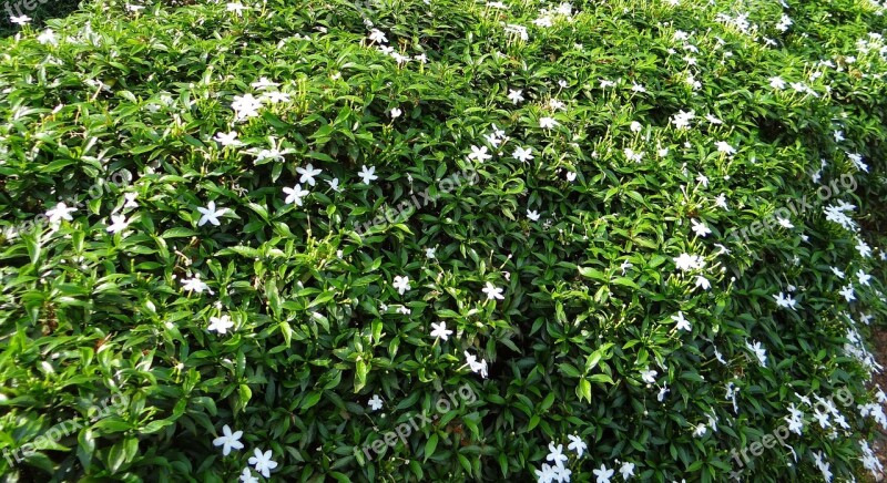 Dwarf Crape Jasmine Dwarf Confederate Jasmine Chandni Dwarf Flower