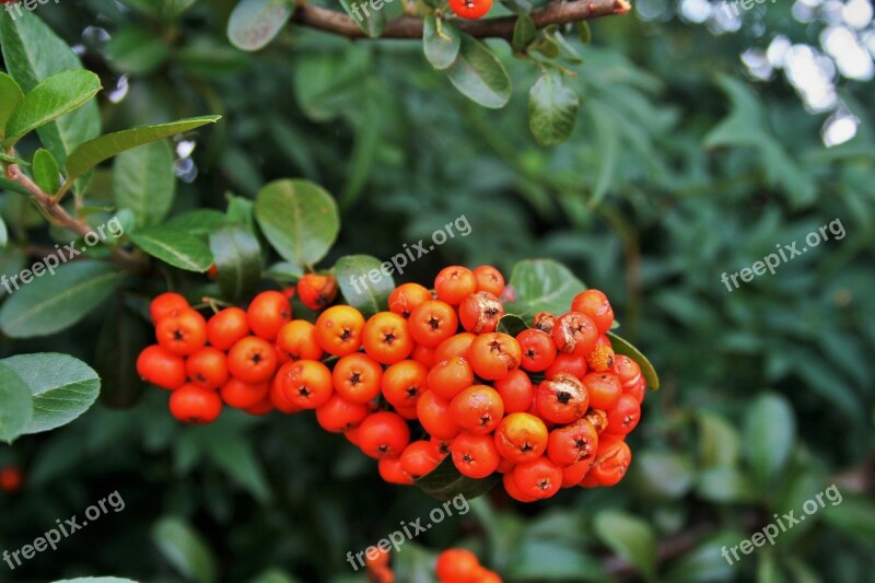 Orange Berries Berries Rounded Orange Fleshy