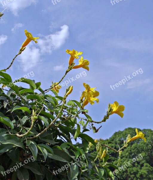 Yellow Trumpet Vine Flower Yellow Adenocalymna Comosum Bignoniaceae