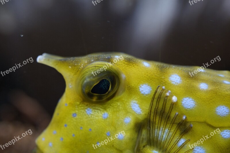 Boxfish Close Up Underwater Swim Fish