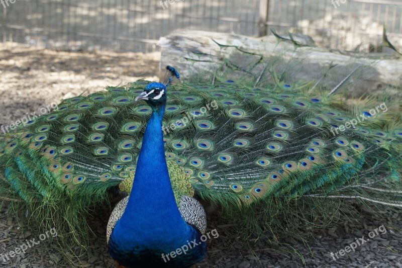 Peacock Males Male Bird Wheel