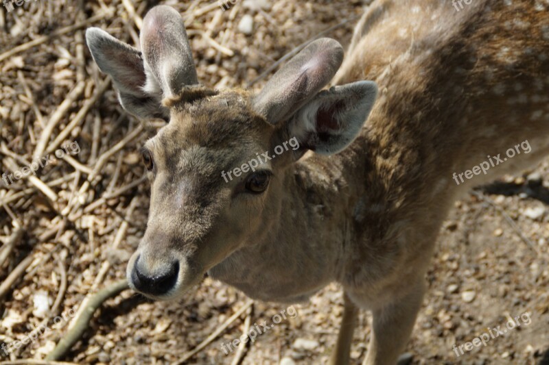 Fallow Deer Male Animal Animal World Forest