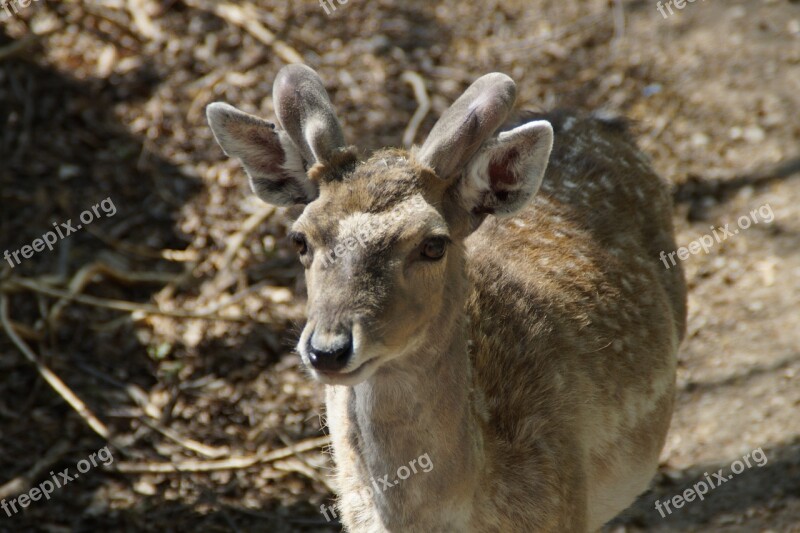 Fallow Deer Male Animal Animal World Forest