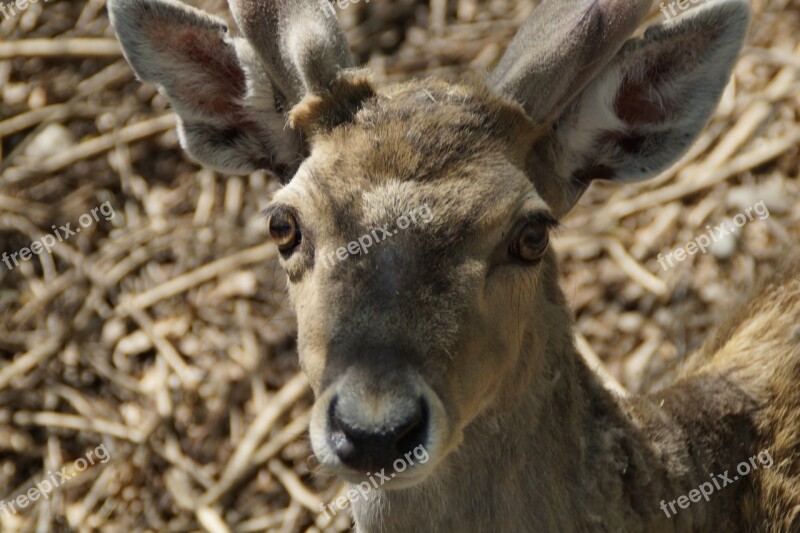 Fallow Deer Male Animal Animal World Forest