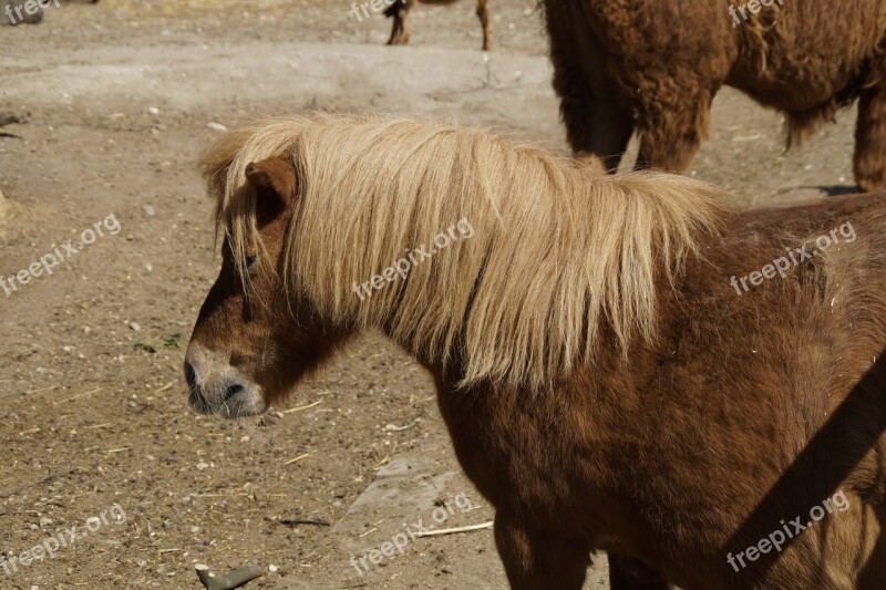 Shetland Pony Pony Horse Small Ride