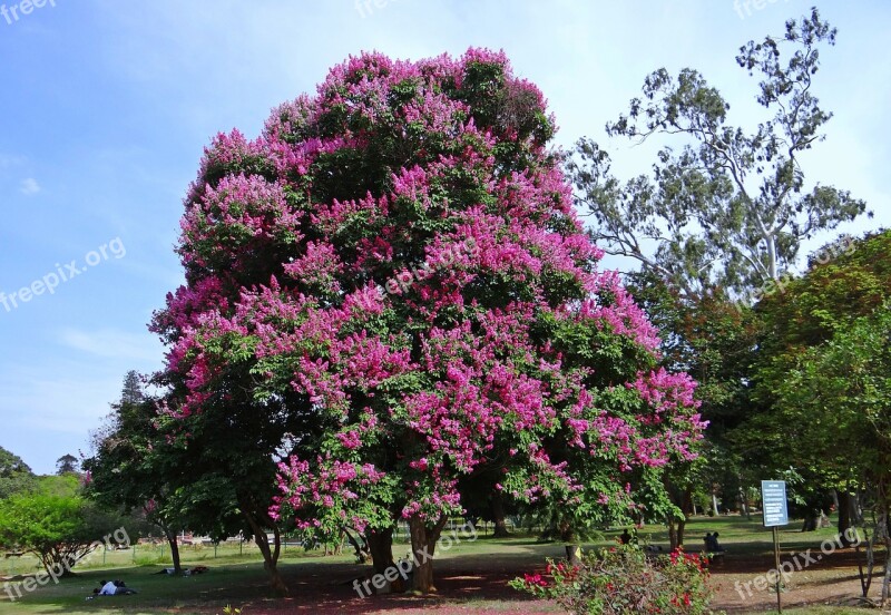 Giant Crape-myrtle Lagerstroemia Speciosa Queen's Crape-myrtle Pride Of India Jarul