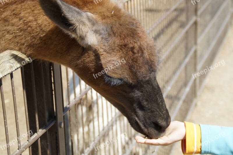 Lama Eat Feed Feeding Tame