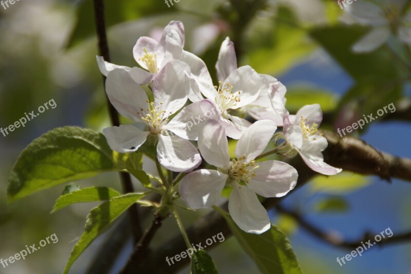 Apple Tree Blossom Flowers Apple Blossoms Apple Blossom