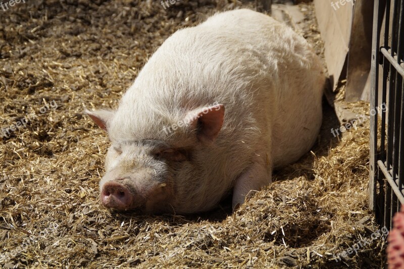 Miniature Pig Pig Pot Bellied Pig Thick Pink