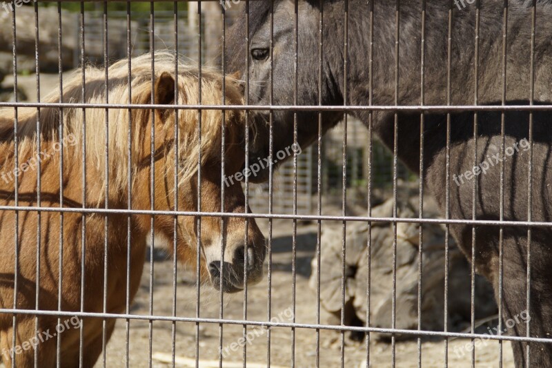 Pony Ponies Fenced Fence Animals