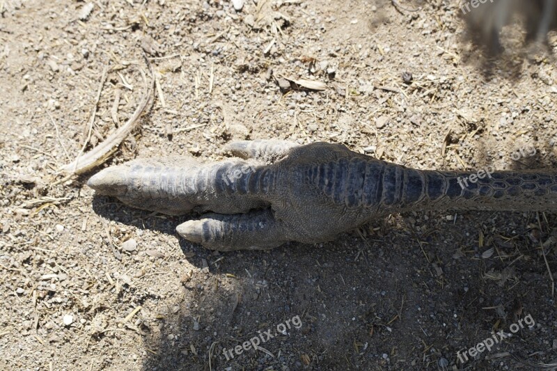 Emu Claw Ten Animal Foot