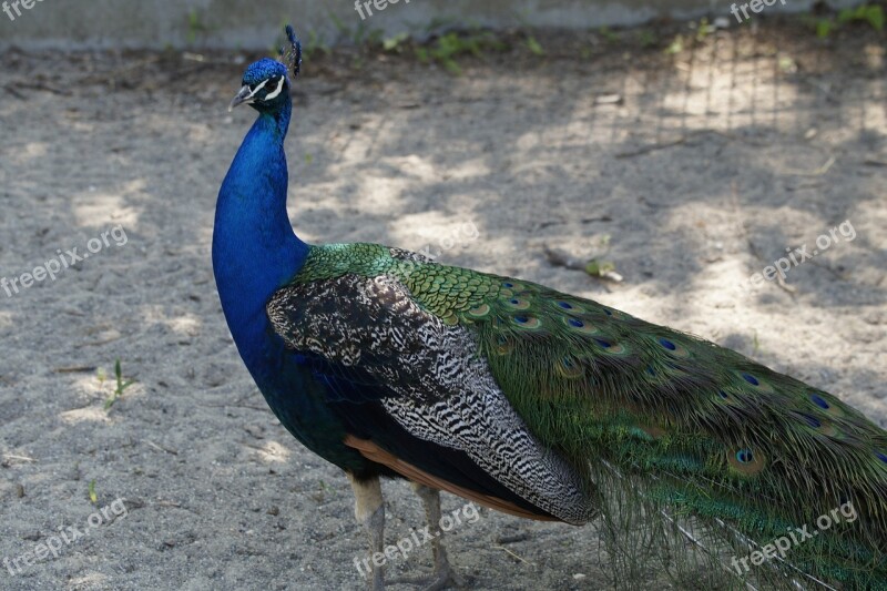 Peacock Bird Color Blue Feather