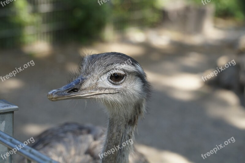 Rhea Bird Head Close Up Flightless Bird Bird