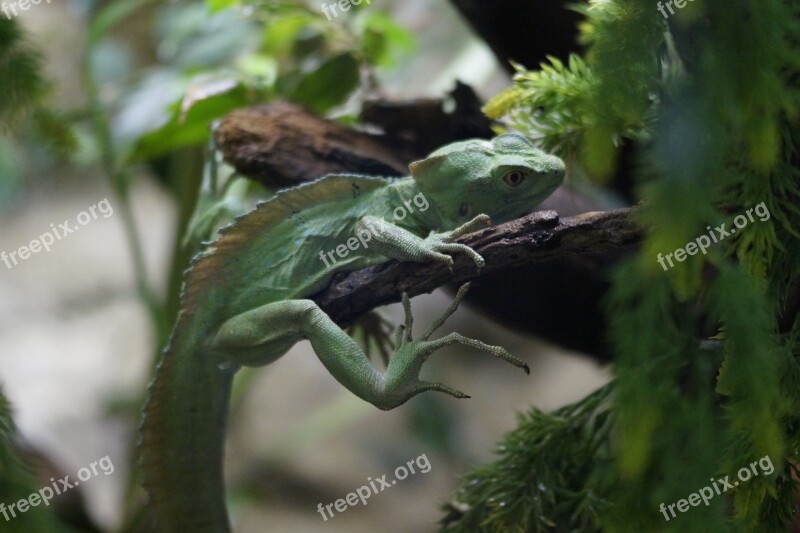 Lizard Reptile Green Camouflage Disguised