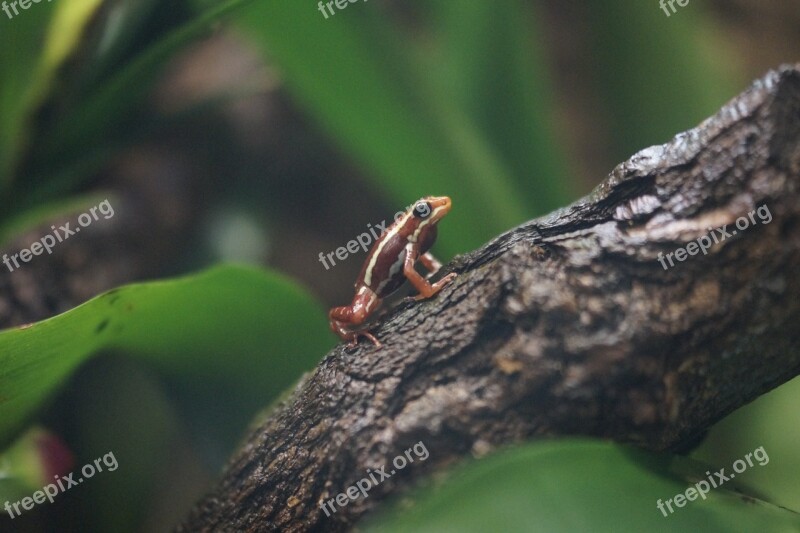 Poison Dart Frog Poison Frog Frog Exotic Rainforest