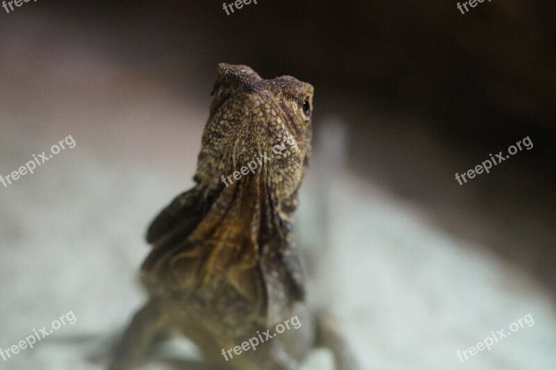 Frill Necked Lizard Lizard Reptile Dragon Zoo