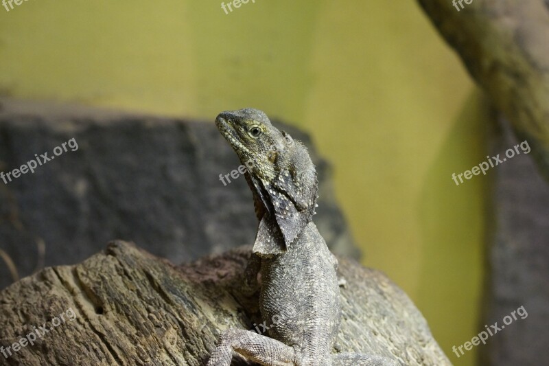 Frill Necked Lizard Lizard Reptile Dragon Zoo