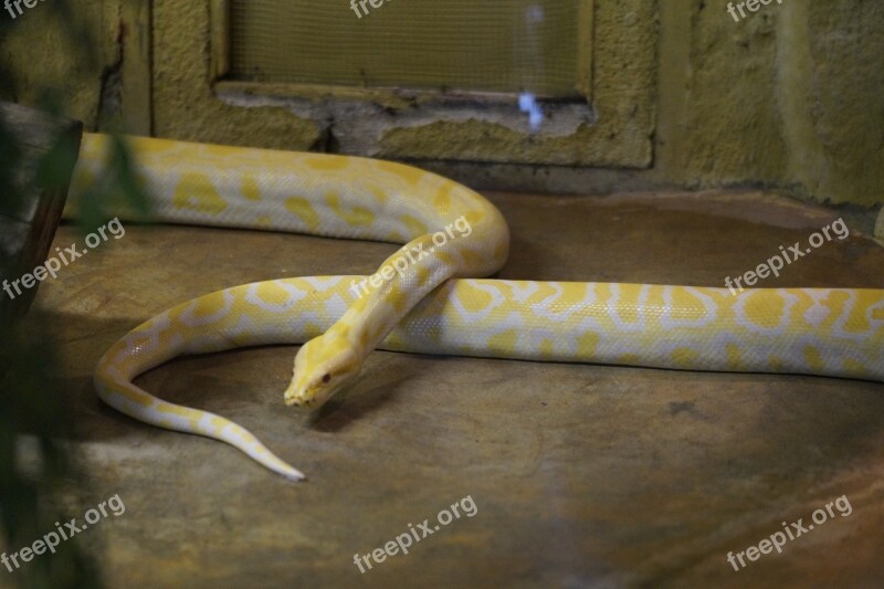 Albino Snake Snake Albino Pattern Zoo